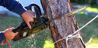 Best Arborist Consultation Services  in , KS