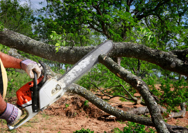 Best Tree Risk Assessment  in , KS